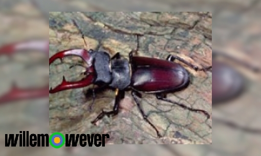 Hoe kun je aan een insect zien of het een mannetje of een vrouwtje is?