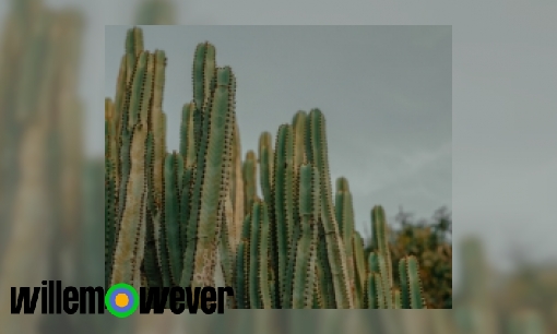 Waarom kunnen cactussen leven in de woestijn?