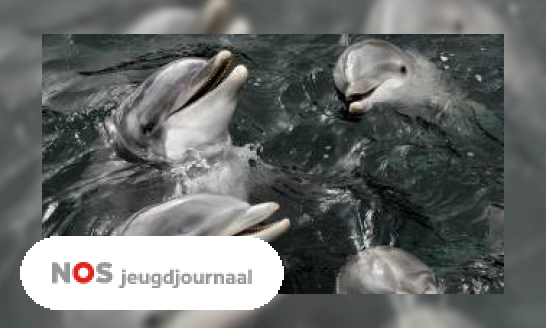 Rusland zet dolfijnen in bij de oorlog
