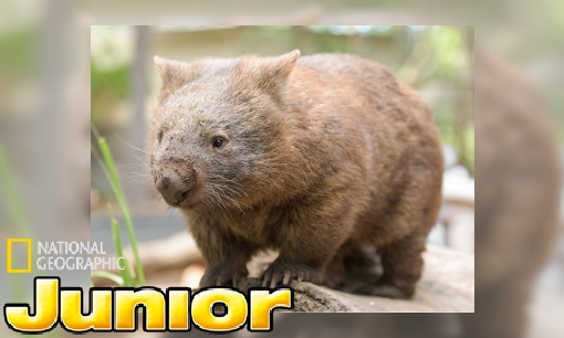 Sterrins Dierenencyclopedie: de wombat