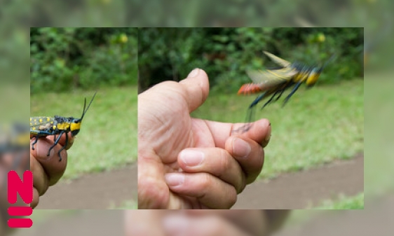 Hoe springen insecten?