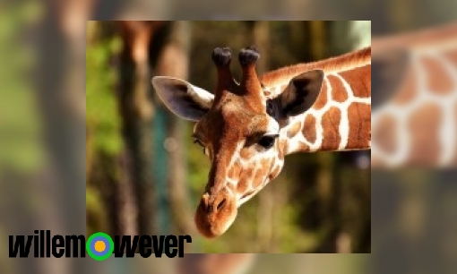 Hoe komt het dat giraffen een lange nek hebben?