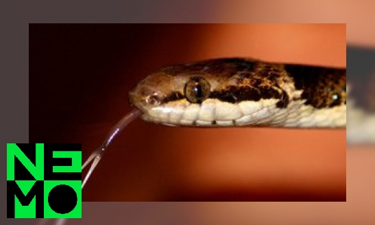 Waarom heeft een slang een gespleten tong?