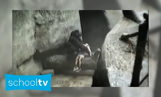 Bijzonder: gorilla redt kind