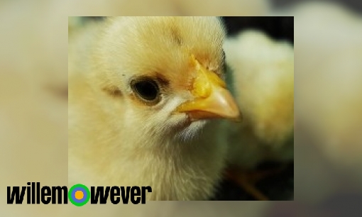 Kunnen kuikentjes salmonella krijgen als ze eten van het rauwe ei als ze nog in het ei zitten?