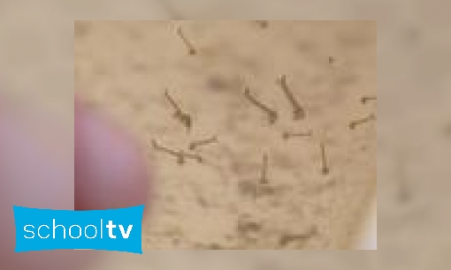 Hoe groeit een mug?