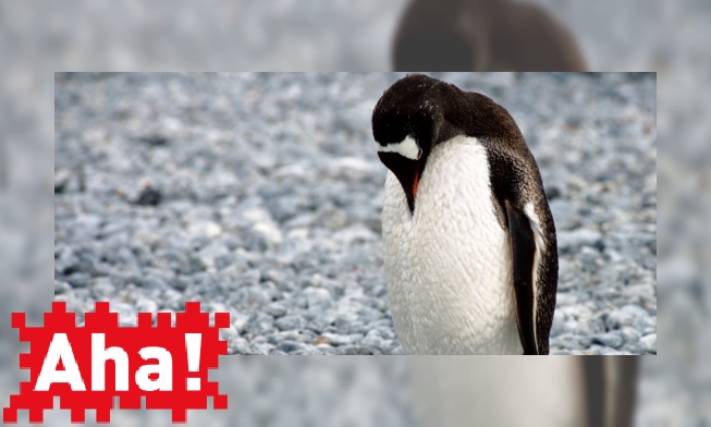 Hoe blijft een pinguïn droog en warm?