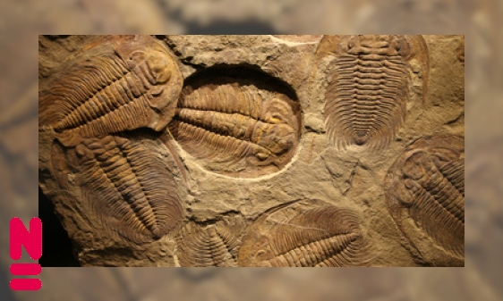 Trilobieten: veelzijdige dieren