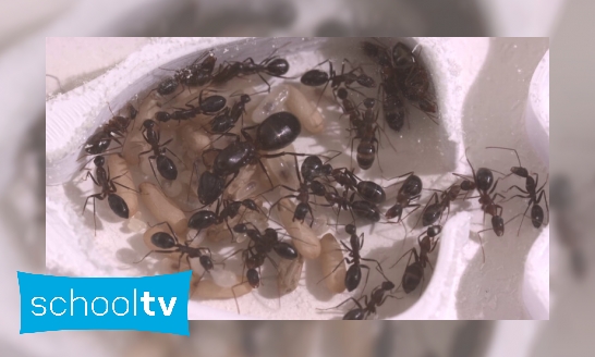 Wie wonen er in een mierennest?