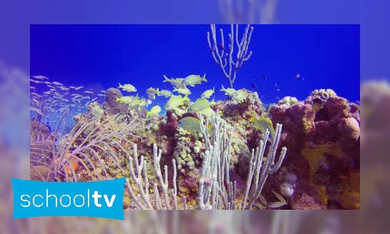 Wat leeft er in een koraalrif?