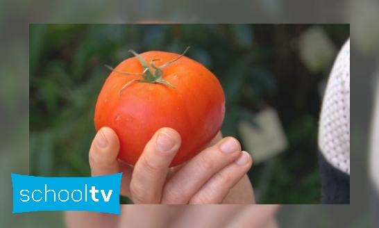 Wat is de oudste tomaat ter wereld?
