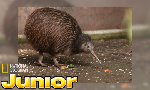 Sterrins Dierenencyclopedie: de kiwi