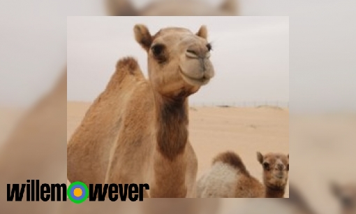 Waarom hebben kamelen en dromedarissen bulten op hun rug?