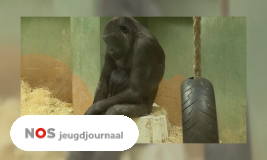 Apen nemen afscheid van beroemde gorilla Bokito