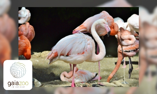 Grote flamingo