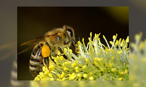 Bijensterfte