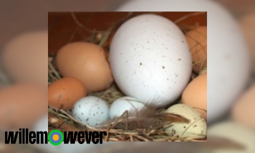 Waarom leggen ganzen witte eieren en kippen bruine en witte?