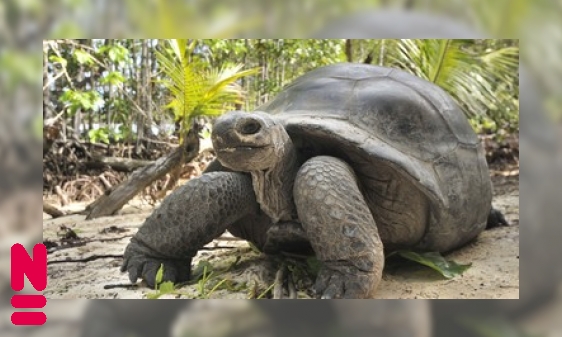 De Seychellen reuzenschildpad is een oude reus