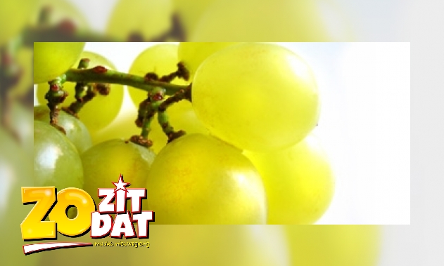 Hoe plant je pitloze druiven?
