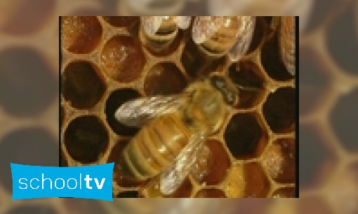 Honing, van de bijtjes naar je boterham