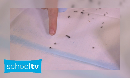 Kun je mieren tegenhouden met een krijtje?