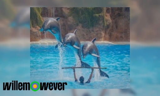 Hoe hoog kan een dolfijn springen?