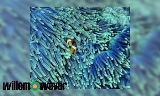 Waarom is koraal heel kwetsbaar?