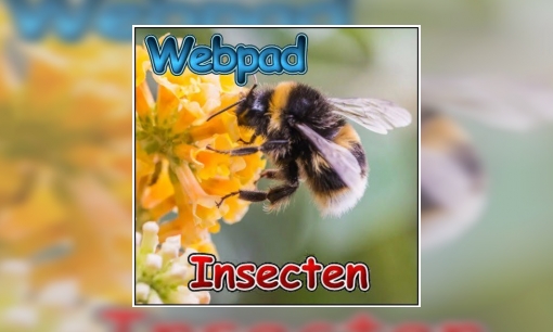 Webpad insecten