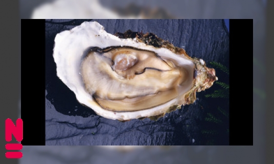 Het schitterende leven van de oester