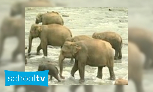 Een bad voor olifanten
