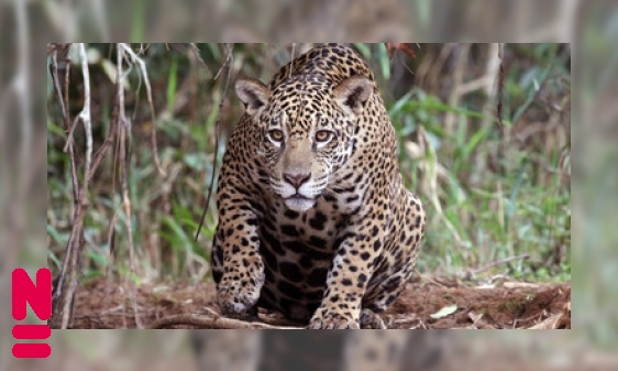 De jaguar: onmisbaar in de Amazone
