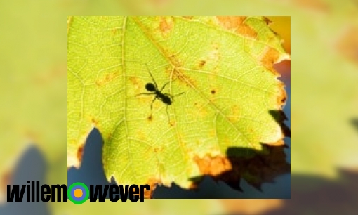 Hoe kan een mier 50 keer zijn eigen gewicht tillen?