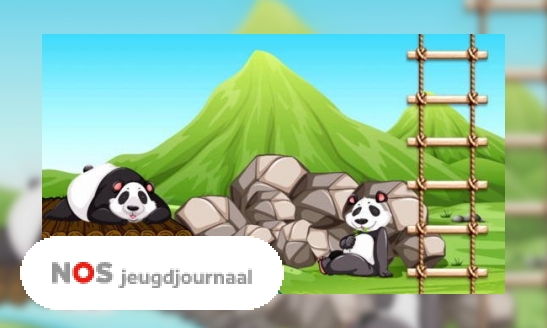 Drie vragen over de panda