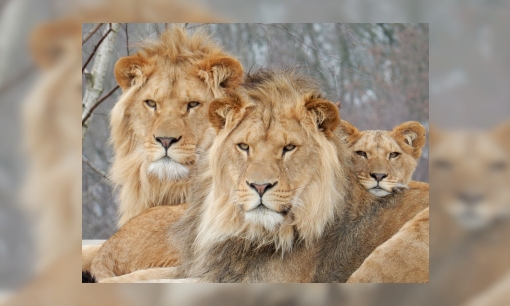Plaatje De koning der dieren : alle informatie over de leeuw