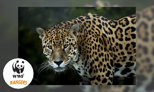 De jaguar