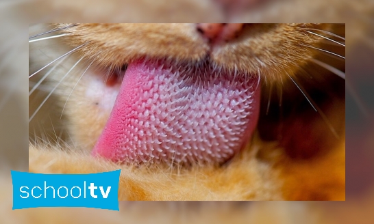 Waarom hebben katten een ruwe tong?