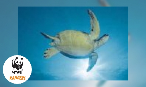 De zeeschildpad