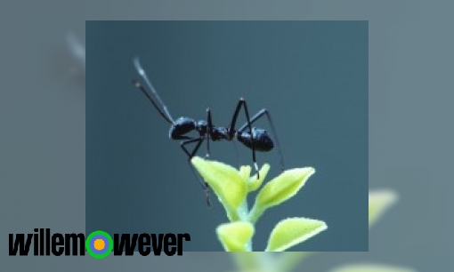 Hoe oud kan een mier worden?