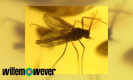 Waarom komen muggen op licht af?