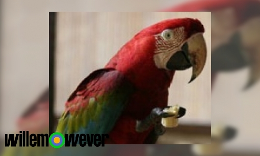 Waarom kan een papegaai leren praten?