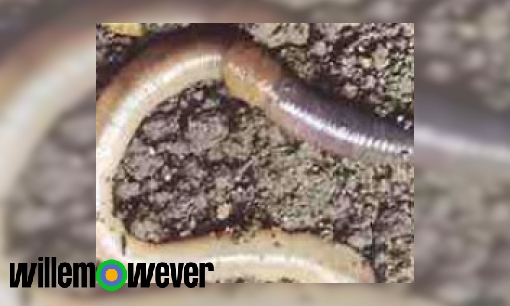 Is het waar dat als je een regenworm doormidden hakt er 2 wormen uit komen?