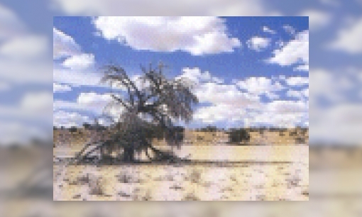 Kalahari Woestijn