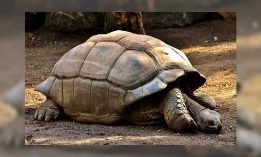 De Galapagosreuzenschildpad
