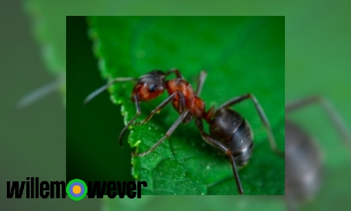 Bijten alleen rode mieren of ook zwarte mieren?