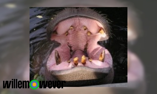 Hoeveel tanden heeft een nijlpaard?