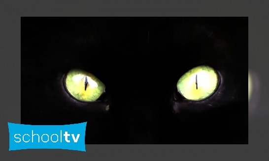 Waarom geven de ogen van nachtdieren licht in het donker?