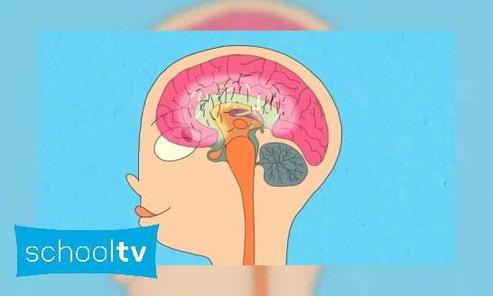 Wat gebeurt er in de puberteit in je hersenen?
