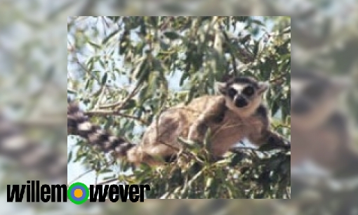 Waarom komen Lemuren alleen op Madagaskar voor?