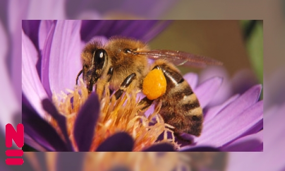Handig bepakte bijen