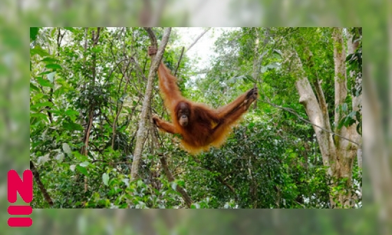De orang-oetan: een roodharige bosbewoner